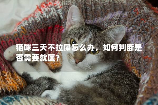 貓咪三天不拉屎怎么辦，如何判斷是否需要就醫(yī)？