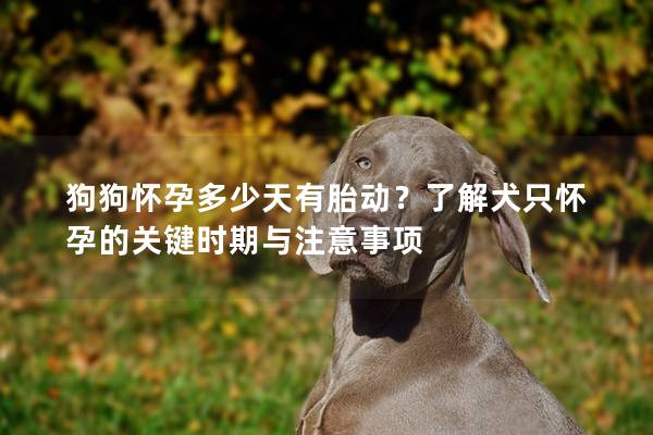 狗狗懷孕多少天有胎動?了解犬只懷孕的關(guān)鍵時期與注意事項 狗狗懷孕多少天有胎動?了解犬只懷孕的關(guān)鍵時期與注意事項