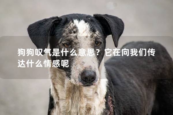 狗狗嘆氣是什么意思？它在向我們傳達什么情感呢