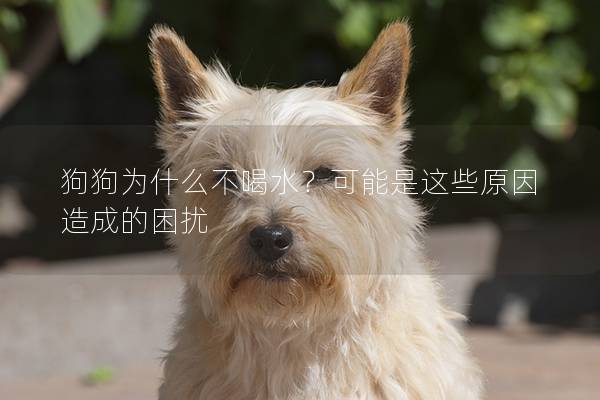 狗狗為什么不喝水？可能是這些原因造成的困擾