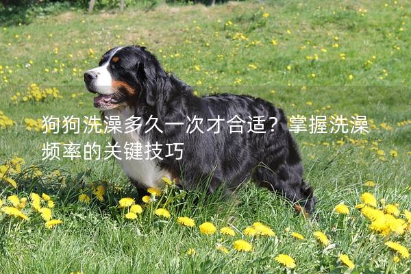 狗狗洗澡多久一次才合適？掌握洗澡頻率的關鍵技巧