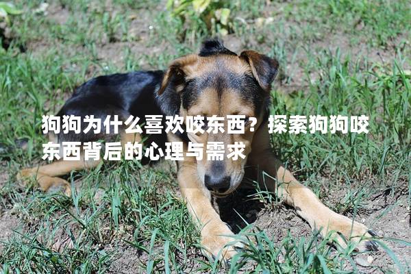 狗狗為什么喜歡咬東西？探索狗狗咬東西背后的心理與需求