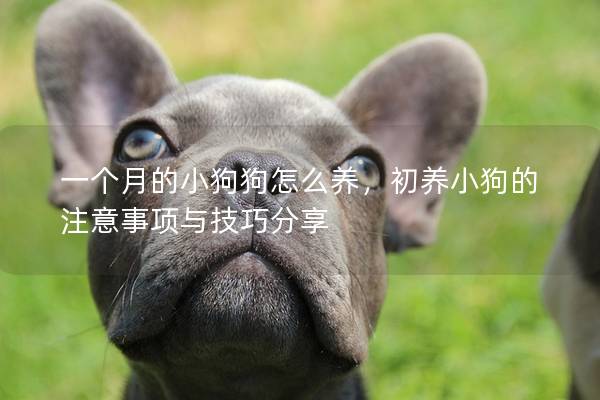 一個月的小狗狗怎么養，初養小狗的注意事項與技巧分享