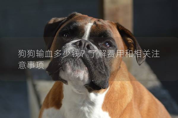 狗狗輸血多少錢?了解費用和相關注意事項 狗狗輸血多少錢?了解費用和相關注意事項