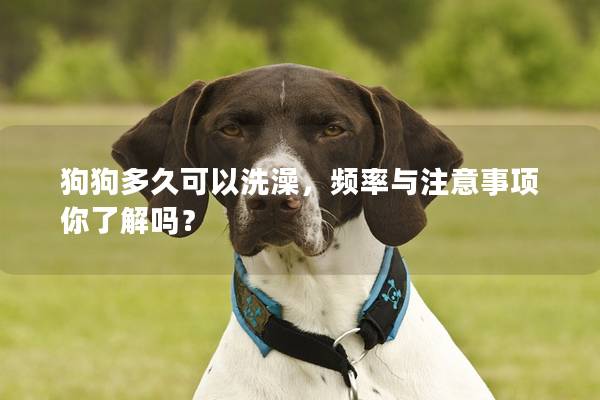 狗狗多久可以洗澡，頻率與注意事項你了解嗎？