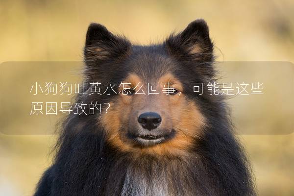 小狗狗吐黃水怎么回事，可能是這些原因?qū)е碌模?></em><p>小狗狗吐黃水怎么回事，可能是這些原因?qū)е碌模?/p><span>2025-01-19</span></a></li><li><a title=