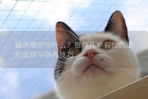 貓咪增肥吃什么？推薦幾種有效的增肥食物與喂養(yǎng)技巧