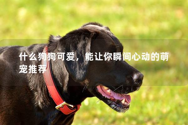 什么狗狗可愛，能讓你瞬間心動的萌寵推薦