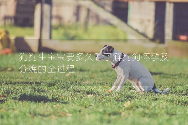 狗狗生寶寶要多久？了解狗狗懷孕及分娩的全過程