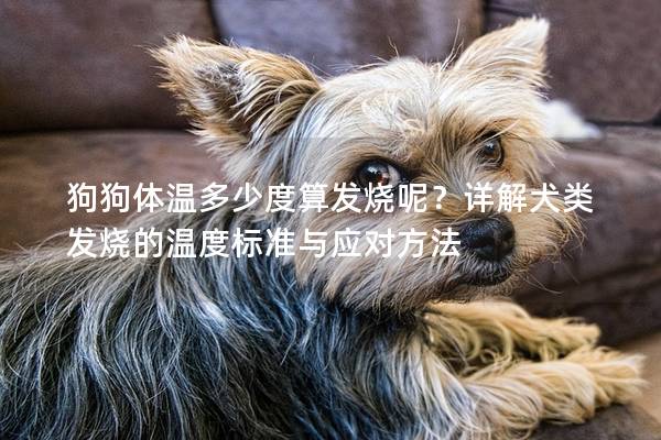 狗狗體溫多少度算發燒呢？詳解犬類發燒的溫度標準與應對方法