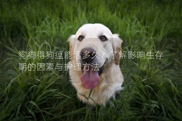 狗狗得狗瘟能活多久？了解影響生存期的因素與護理方法