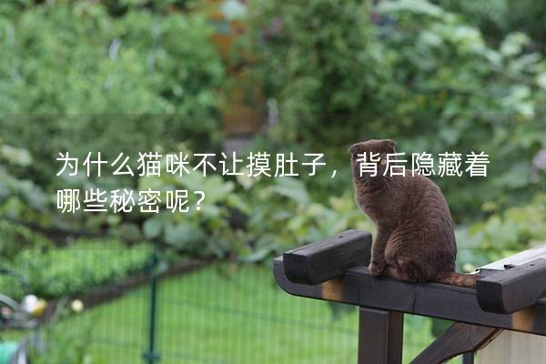 為什么貓咪不讓摸肚子,背后隱藏著哪些秘密呢? 為什么貓咪不讓摸肚子,背后隱藏著哪些秘密呢?