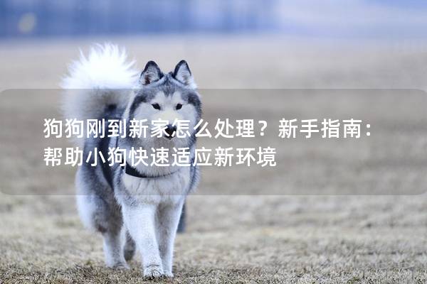 狗狗剛到新家怎么處理？新手指南：幫助小狗快速適應新環境
