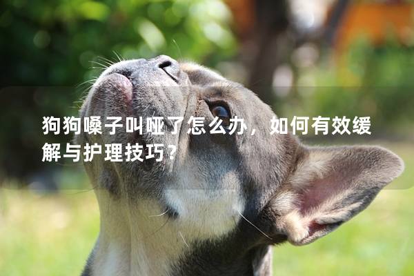 狗狗嗓子叫啞了怎么辦，如何有效緩解與護(hù)理技巧？