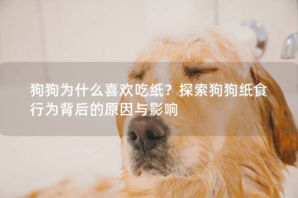 狗狗為什么喜歡吃紙？探索狗狗紙食行為背后的原因與影響