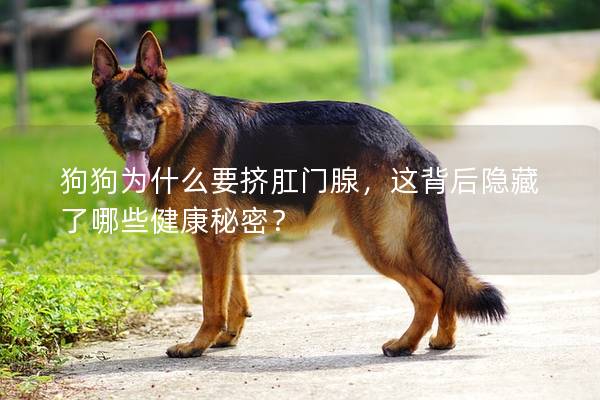 狗狗為什么要擠肛門腺,這背后隱藏了哪些健康秘密? 狗狗為什么要擠肛門腺,這背后隱藏了哪些健康秘密?