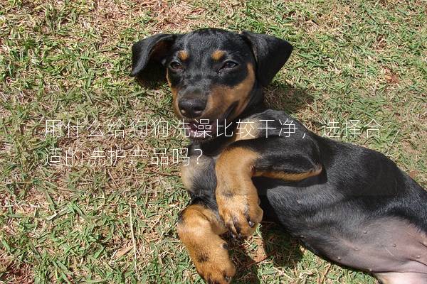 用什么給狗狗洗澡比較干凈,選擇合適的洗護產品嗎?