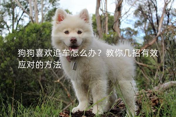 狗狗喜歡追車怎么辦？教你幾招有效應(yīng)對的方法