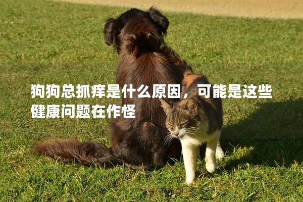狗狗總抓癢是什么原因，可能是這些健康問題在作怪