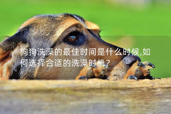 狗狗洗澡的最佳時間是什么時候,如何選擇合適的洗澡時機？