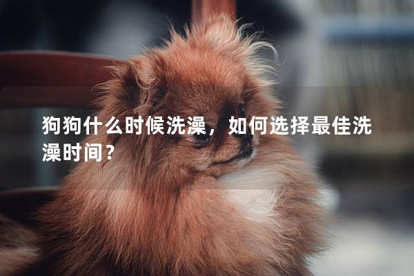 狗狗什么時候洗澡，如何選擇最佳洗澡時間？