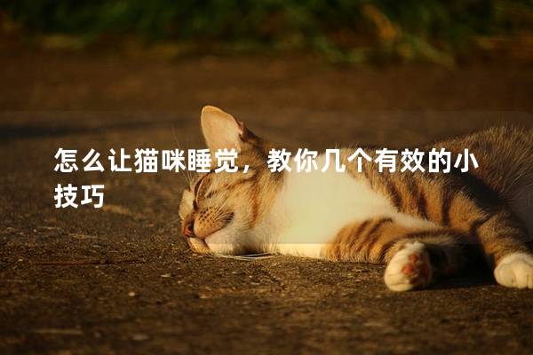 怎么讓貓咪睡覺，教你幾個(gè)有效的小技巧