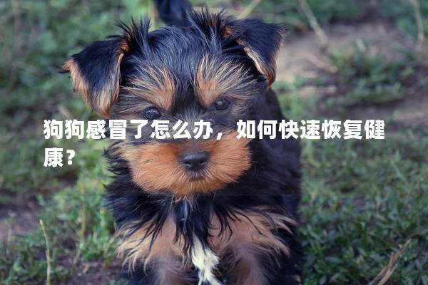 狗狗感冒了怎么辦,如何快速恢復健康? 狗狗感冒了怎么辦,如何快速恢復健康?