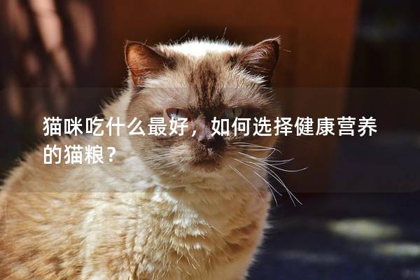 貓咪吃什么最好,如何選擇健康營養(yǎng)的貓糧? 貓咪吃什么最好,如何選擇健康營養(yǎng)的貓糧?