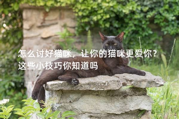 怎么討好貓咪,讓你的貓咪更愛你?這些小技巧你知道嗎 怎么討好貓咪,讓你的貓咪更愛你?這些小技巧你知道嗎