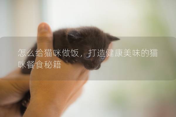 怎么給貓咪做飯，打造健康美味的貓咪餐食秘籍