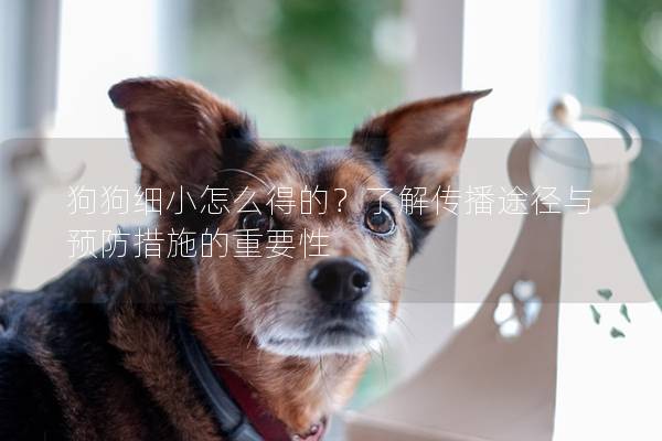 狗狗細小怎么得的？了解傳播途徑與預防措施的重要性