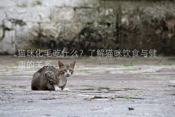 貓咪化毛吃什么？了解貓咪飲食與健康的關(guān)系
