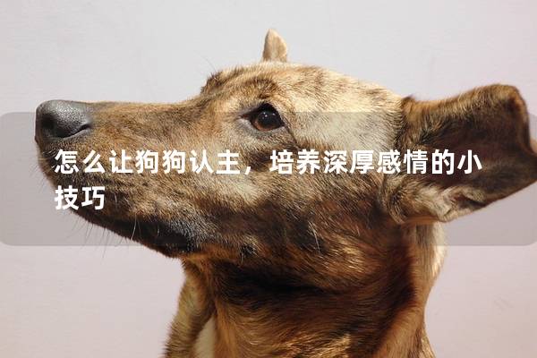 怎么讓狗狗認(rèn)主,培養(yǎng)深厚感情的小技巧 怎么讓狗狗認(rèn)主,培養(yǎng)深厚感情的小技巧