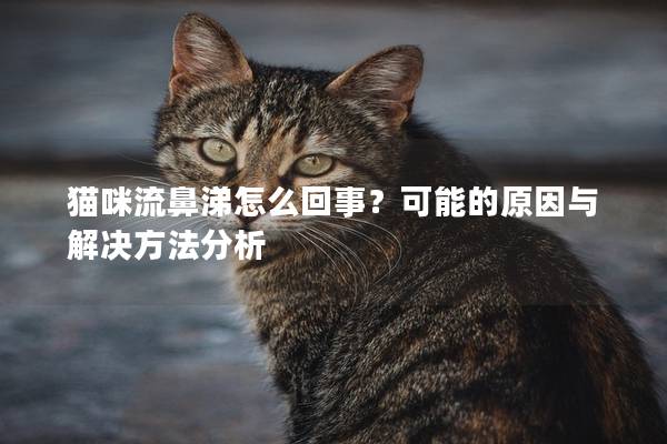 貓咪流鼻涕怎么回事?可能的原因與解決方法分析 貓咪流鼻涕怎么回事?可能的原因與解決方法分析