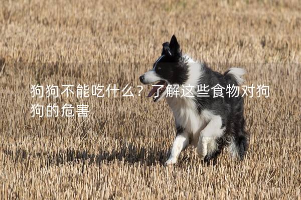 狗狗不能吃什么？了解這些食物對狗狗的危害