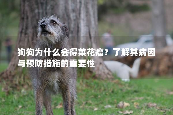 狗狗為什么會得菜花瘤？了解其病因與預防措施的重要性