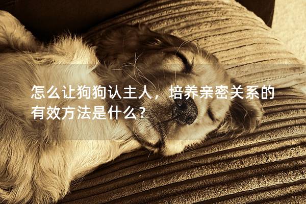 怎么讓狗狗認(rèn)主人，培養(yǎng)親密關(guān)系的有效方法是什么？