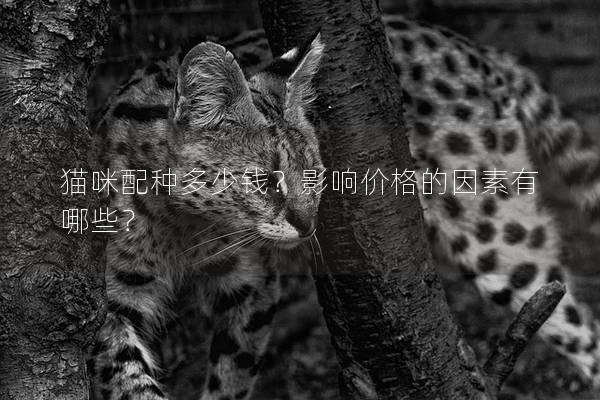 貓咪配種多少錢？影響價格的因素有哪些？