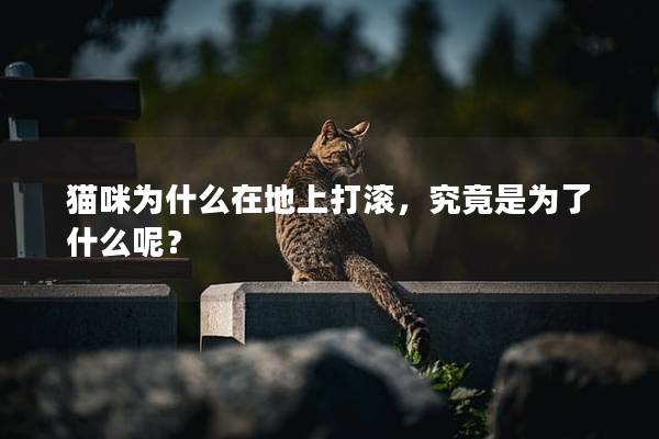 貓咪為什么在地上打滾，究竟是為了什么呢？