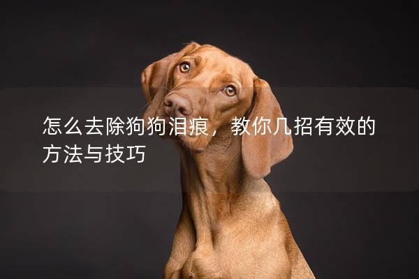 怎么去除狗狗淚痕，教你幾招有效的方法與技巧