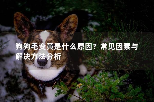 狗狗毛變黃是什么原因？常見因素與解決方法分析