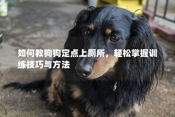如何教狗狗定點(diǎn)上廁所，輕松掌握訓(xùn)練技巧與方法