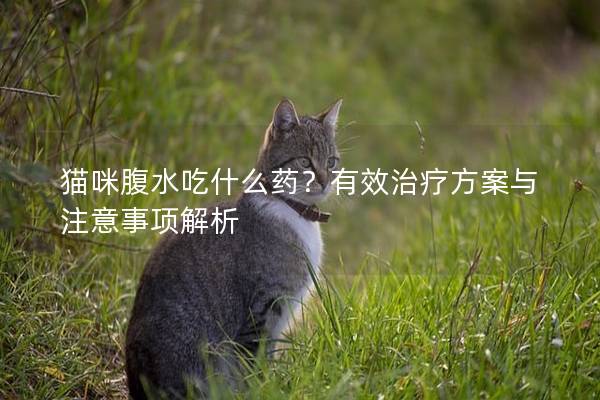 貓咪腹水吃什么藥？有效治療方案與注意事項解析