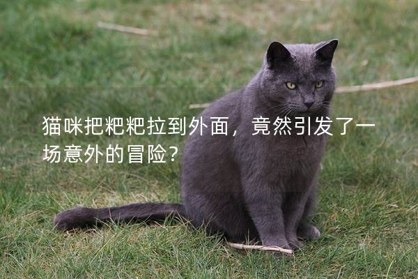 貓咪把粑粑拉到外面，竟然引發了一場意外的冒險？