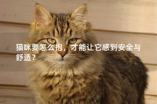 貓咪要怎么抱，才能讓它感到安全與舒適？