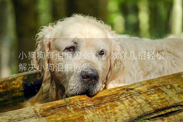 小狗狗有淚痕怎么辦？教你幾招輕松解決小狗淚痕問題