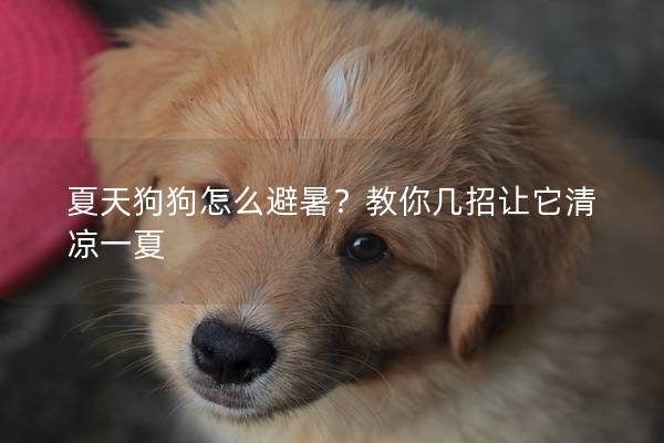 夏天狗狗怎么避暑？教你幾招讓它清涼一夏