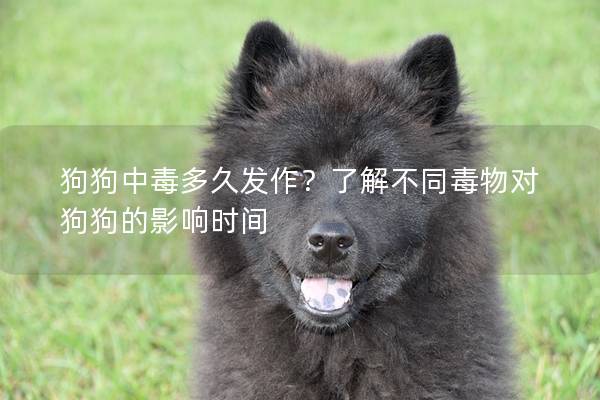 狗狗中毒多久發作？了解不同毒物對狗狗的影響時間