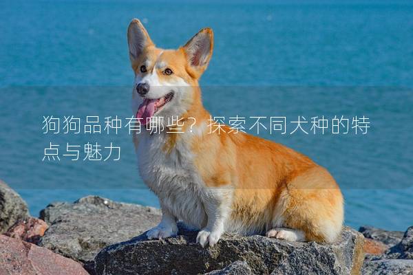 狗狗品種有哪些？探索不同犬種的特點(diǎn)與魅力