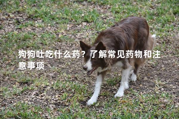 狗狗吐吃什么藥？了解常見藥物和注意事項